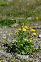 Ranunculus sartorianus