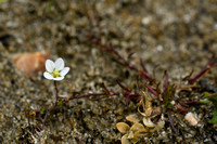 Sierlijk vetmuur; Knotted Pearlwort; Sagina nodosa