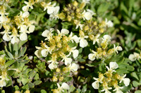 Berggamander; Mountain Germander; Teucrium montanum