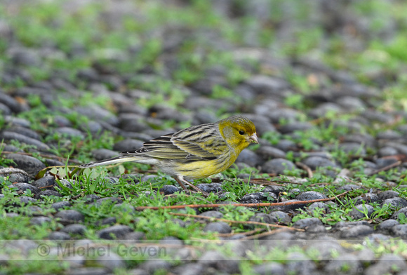 Kanarie; Atlantic Canary; Serinus canaria