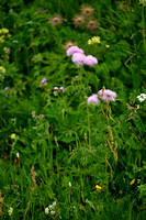 Akeleiruit; Greater Meadow Rue; Thalictrum aquilegiifolium