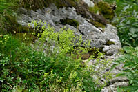 Alpenvrouwenmantel - Alpine Lady's Mantle - Alchemilla saxatillis