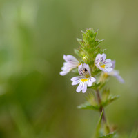 Vierrijige ogentroost; Irish Eyebright; Euphrasia tetraquetra