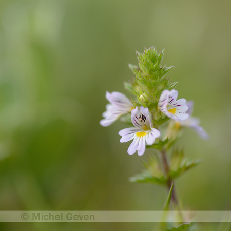 Vierrijige ogentroost; Irish Eyebright; Euphrasia tetraquetra