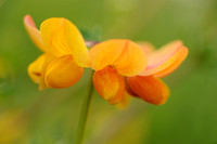 Gewone Rolklaver; Lotus corniculatus; Common Bird's-foot-trefoil