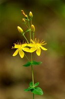 Fraai Hertshooi; Slender St John's-wort; Hypericum pulchrum;