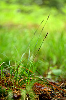 Tweenervige zegge - Green-ribbed Sedge - Carex binervis