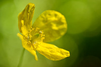 Schijnpapaver; Welsh poppy; Meconopsis cambrica