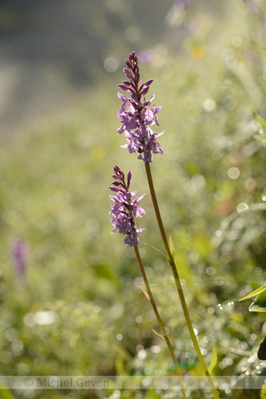 Bosorchis; Common spotted orchid; Dactylorhiza fuchsi
