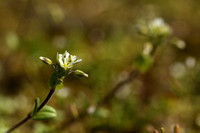 Kluwenhoornbloem; Sticky Mouse-ear; Cerastium glomeratum