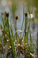 Scheuchers wollegras; White Cottongrass; Eriophorum scheuchzeri;