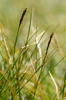 Bellardi bog sedge; Carex myosuroides