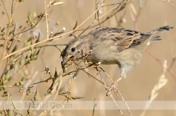 Huismus; House Sparrow; Passer domesticus;