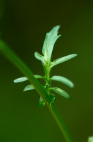 Bitter Barbarakruid; Medium-flowered Wintercress; Barbarea inter