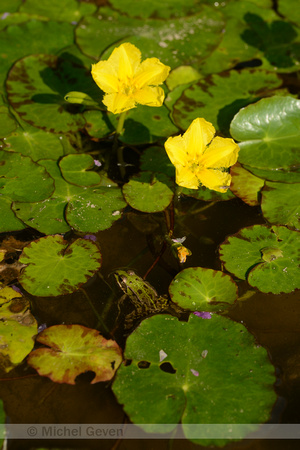 Watergentiaan; Fringed Waterlily; Nymphoides peltata