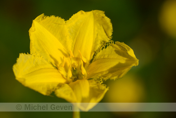 Watergentiaan; Fringed Waterlily; Nymphoides peltata