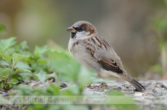 Huismus; House Sparrow; Passer domesticus;