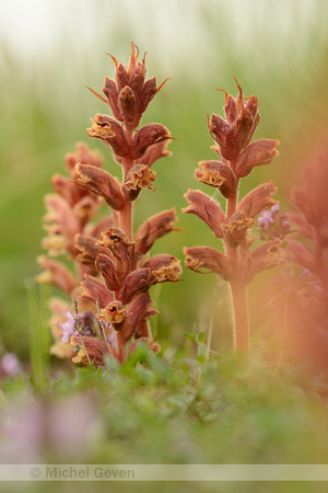 Tijmbrembraap; Tyme Broomrape; Orobanche alba