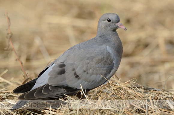 Holenduif; Stock Dove; Columba oenas