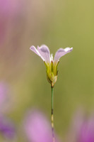 Gipskruid; Low Baby's breath; Gypsophila muralis;