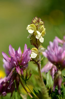 Long-beaked Yellow-lousewort; Pedicularis tuberosa