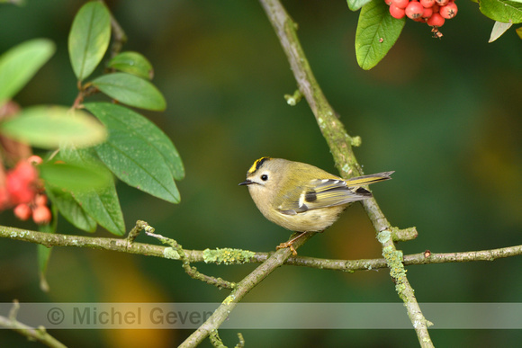 Goudhaan; Goldcrest; Regulus regulus