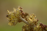 Es; Common Ash; Fraxinus excelsior;