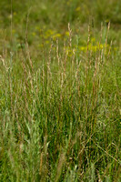 Beemdhaver; Meadow Oat-grass; Helictochloa pratensis