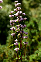 Brandkruid - Phlomis tuberosa