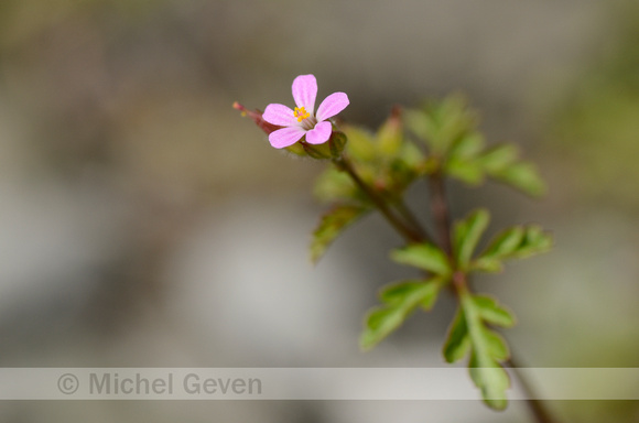 Klein Robertskruid; Little Robin; Geranium purpureum;