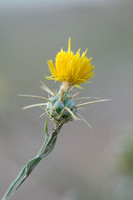 Zomercentaurie - Yellow Starthistle -  Centaurea solstitialis