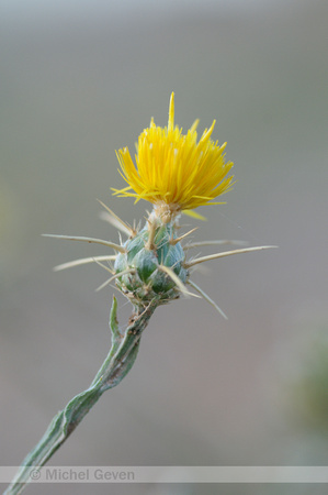 Zomercentaurie; Centaurea solstitialis;Yellow Starthistle