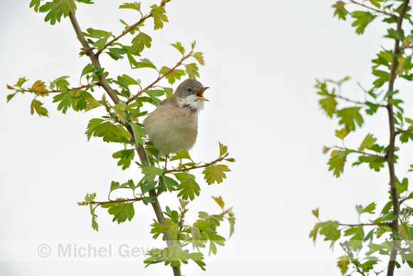 Grasmus; Common Whitethroat; Sylvia communis