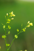 Brilkruid -  Buckler Mustard - Biscutella laevigata