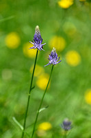 Phyteuma betonicifolium