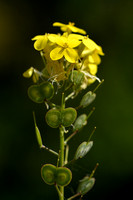 Biscutella cichoriifolia