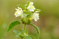 Bleekgele Hennepnetel; Downy Hemp Nettle; Hempnettle; Galeopsis