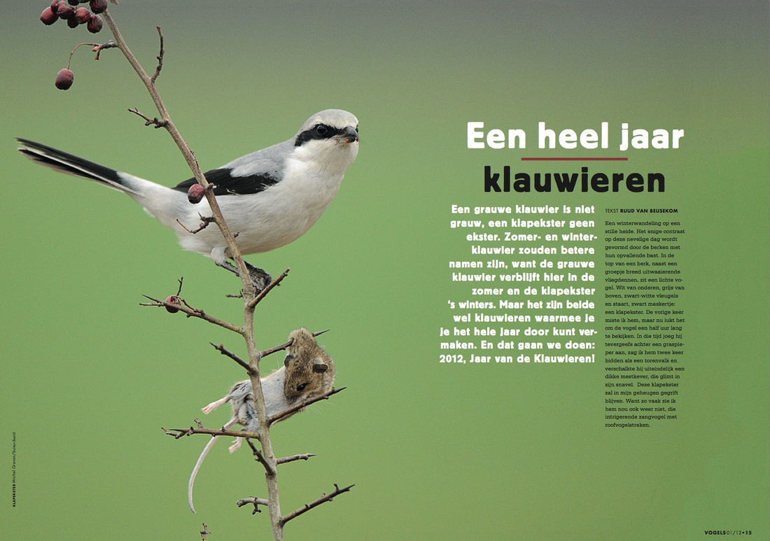 In the dutch magazine Vogels a spread was placed with one of my photos of the Great Grey Shrike.  As the year 2012 was declared the year of the Shrikes in the Netherlands.  