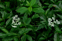 Grote Bevernel; Greater Burnet-saxifrage; Pimpinella major