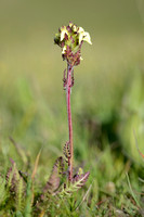 Long beaked yellow lousewort; Pedicularis tuberosa