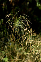 Smilograss; Oloptum miliaceum