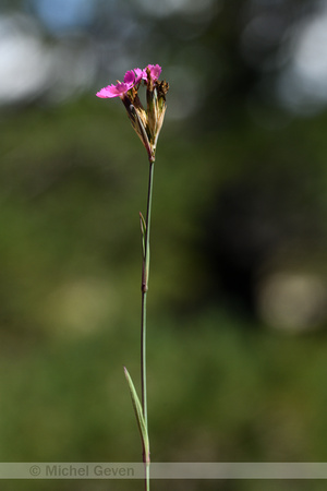 Carthuizer anjer; Dianthus carthusianorum