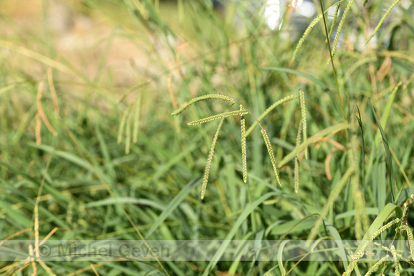 Dallis grass; Paspalum dilatatum