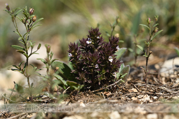 Irish Eyebright; Euphrasia salisburgensis