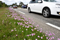 Engels gras; Thrift; Armeria maritima;