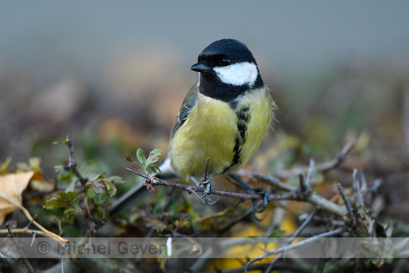 Koolmees; Great Tit; Parus major