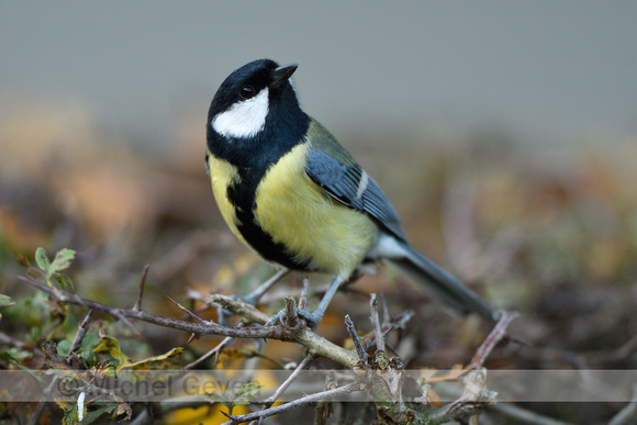 Koolmees; Great Tit; Parus major