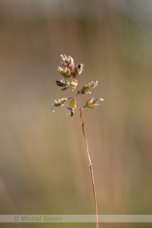 Baden's bluegrass; Poa badensis