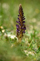 Orobanche lavandulacea