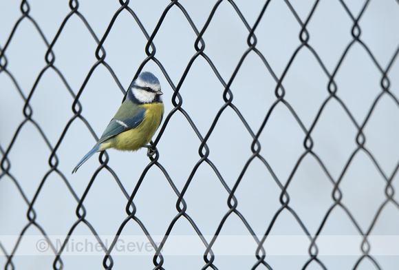 Pimpelmees; Blue tit; Cyanistes caeruleus